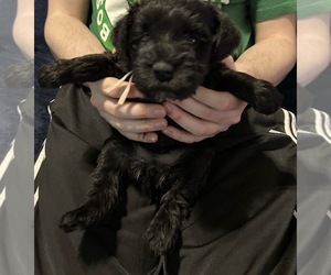 Schnauzer (Miniature) Puppy for sale in NEWBURGH, IN, USA