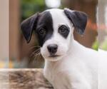 Small #5 Labrador Retriever Mix