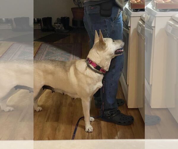 Medium Photo #5 Siberian Husky-Unknown Mix Puppy For Sale in Binghamton, NY, USA