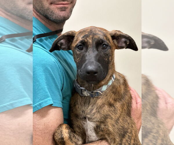 Medium Photo #1 Mutt Puppy For Sale in Elmsford, NY, USA