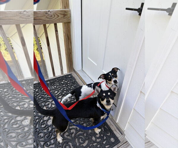 Medium Photo #2 Chihuahua-Unknown Mix Puppy For Sale in Ball Ground, GA, USA