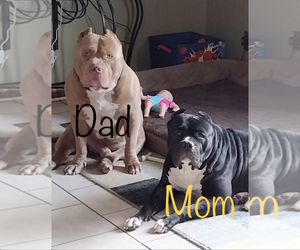 Mother of the American Bully puppies born on 05/01/2022