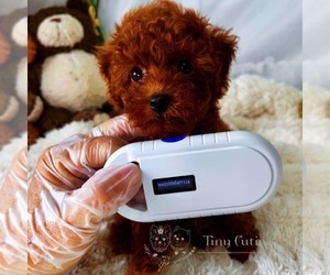 Poodle (Miniature) Puppy for sale in ASTORIA, NY, USA