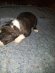 Small #28 American Pit Bull Terrier