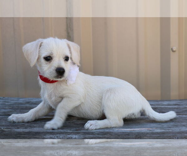 Medium Photo #2 Chihuahua-Unknown Mix Puppy For Sale in Bandera, TX, USA