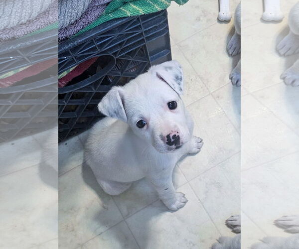 Medium Photo #2 Labrador Retriever-Unknown Mix Puppy For Sale in Rockaway, NJ, USA