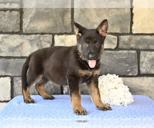 Medium Photo #3 German Shepherd Dog Puppy For Sale in MILLERSBURG, OH, USA