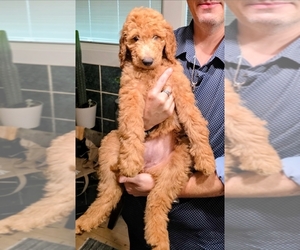 Medium Goldendoodle mix (+ Poodle Standard)