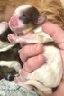 Small Photo #7 Shih Tzu Puppy For Sale in AVONDALE-GOODYEAR, AZ, USA