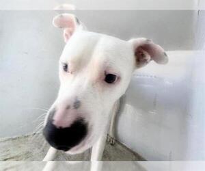 Mutt Dogs for adoption in Houston, TX, USA