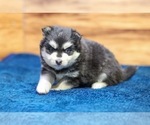 Small #4 Pomsky