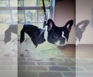 French Bulldog Puppy for sale in LAMAR, MS, USA