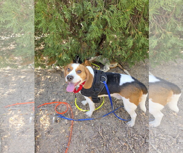 Medium Photo #6 Beagle Puppy For Sale in Las Vegas, NV, USA