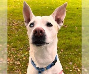 Siberian Husky-Unknown Mix Dogs for adoption in Alameda, CA, USA