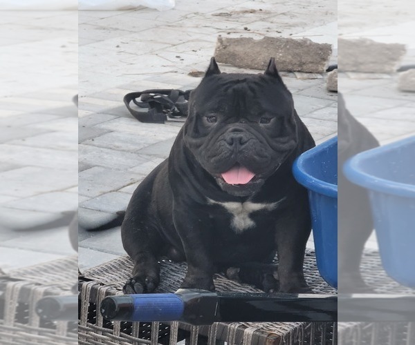 Medium Photo #1 American Bully Puppy For Sale in NORTH PORT, FL, USA