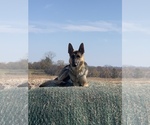 Small Photo #1 German Shepherd Dog Puppy For Sale in SPICKARD, MO, USA