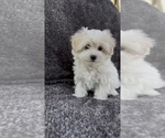 Small #2 Maltese