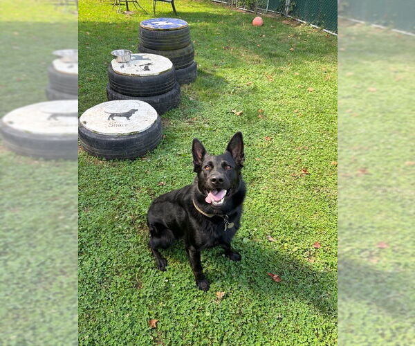 Medium Photo #3 German Shepherd Dog-Unknown Mix Puppy For Sale in Brewster, NY, USA
