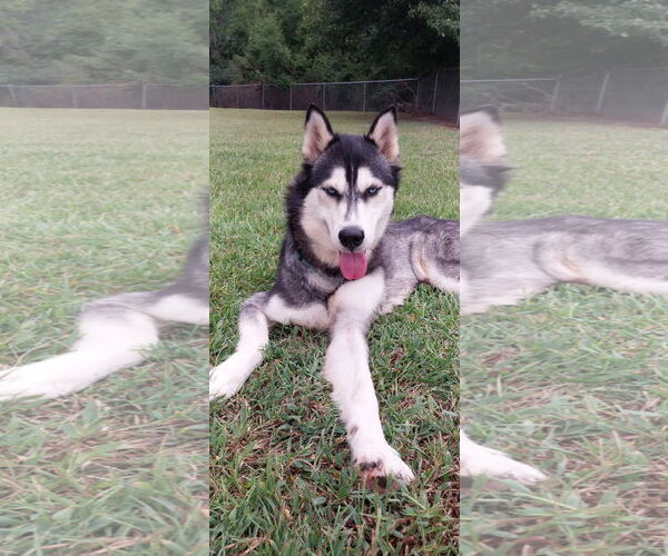 Medium Photo #5 Siberian Husky Puppy For Sale in Cumming, GA, USA