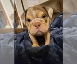 Puppy Puppy 4 red me Bulldog
