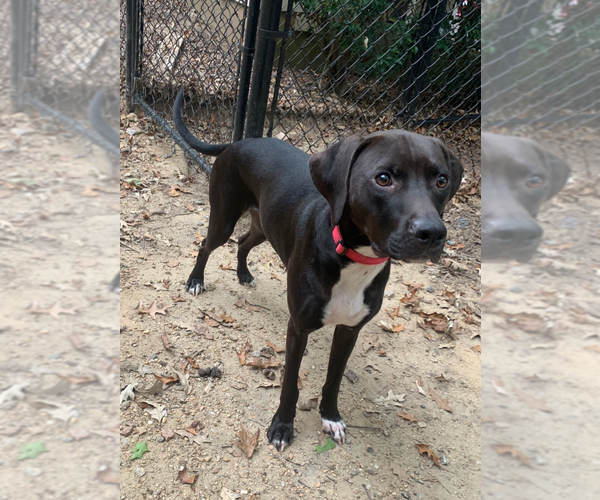 Medium Photo #2 Labrador Retriever-Unknown Mix Puppy For Sale in Holly Springs, NC, USA
