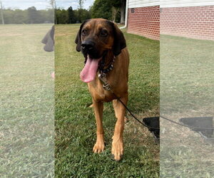 Tally - Female Bloodhound-Redbone Coonhound Mix Dog for Adoption - Photo #5