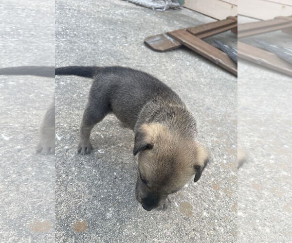 Medium Photo #1 German Shepherd Dog-Unknown Mix Puppy For Sale in The Woodlands, TX, USA