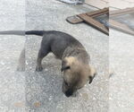 Small German Shepherd Dog Mix