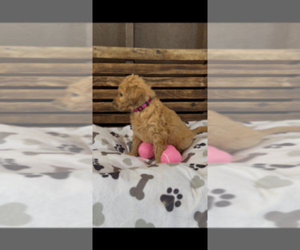 Medium Photo #10 Goldendoodle Puppy For Sale in MERCED, CA, USA