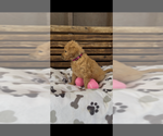 Small #9 Goldendoodle