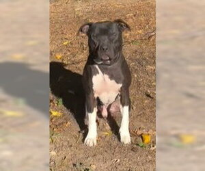 Boots - Male American Pit Bull Terrier-American Staffordshire Terrier Mix Dog for Adoption - Photo #2