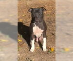 Small Photo #2 American Pit Bull Terrier-American Staffordshire Terrier Mix Puppy For Sale in Frankenmuth, MI, USA