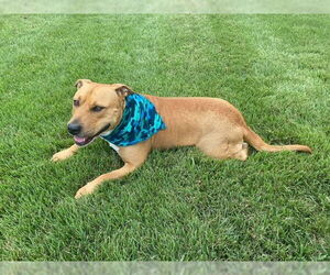 Claus - Male Mutt Dog for Adoption - Photo #14
