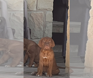 Dogue de Bordeaux Puppy for sale in FLORESVILLE, TX, USA