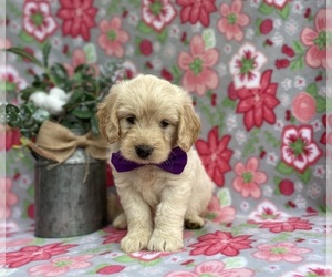 Goldendoodle (Miniature) Puppy for sale in LANCASTER, PA, USA