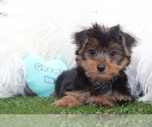 Yorkshire Terrier Puppy for sale in MARIETTA, GA, USA