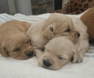 Golden Retriever Puppy for Sale in SACRAMENTO, California USA