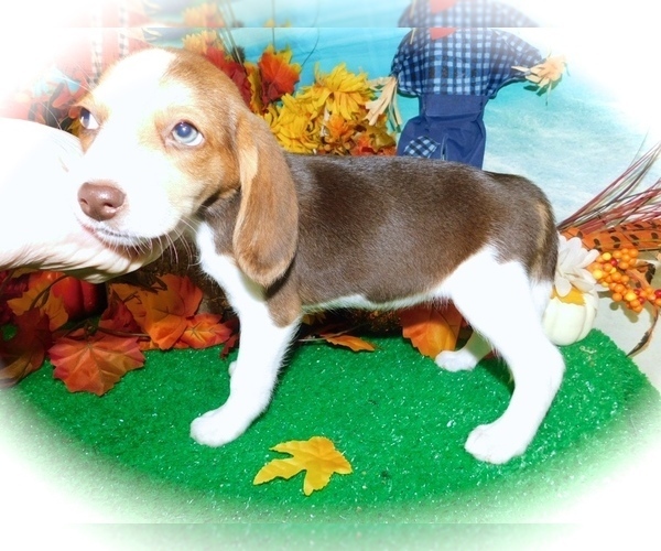 Medium Photo #6 Beagle Puppy For Sale in HAMMOND, IN, USA