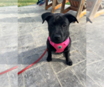 Small #11 Chinese Shar-Pei-Labrador Retriever Mix
