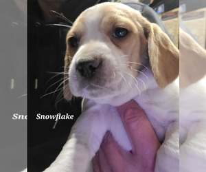 Beagle Puppy for sale in NEW RICHMOND, WI, USA