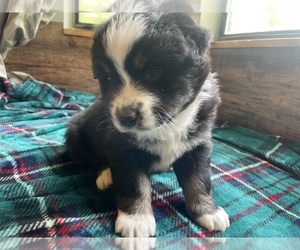 Australian Shepherd Puppy for sale in DRUMMONDS, TN, USA