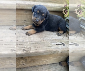 Rottweiler Puppy for sale in BREMEN, MN, USA