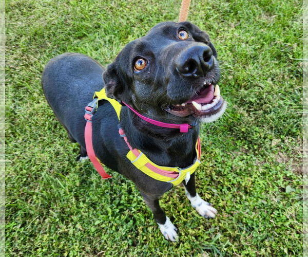 Medium Photo #8 Labrador Retriever-Unknown Mix Puppy For Sale in Mount Laurel, NJ, USA