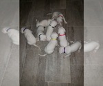 Small Photo #28 Dogo Argentino Puppy For Sale in RYAN, OK, USA