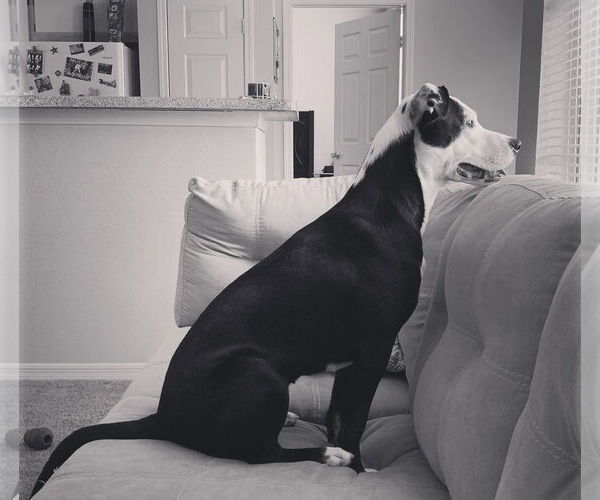 Medium Photo #1 American Pit Bull Terrier-Unknown Mix Puppy For Sale in Denton, TX, USA