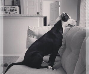 American Pit Bull Terrier-Unknown Mix Dogs for adoption in Denton, TX, USA