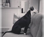 Small American Pit Bull Terrier Mix