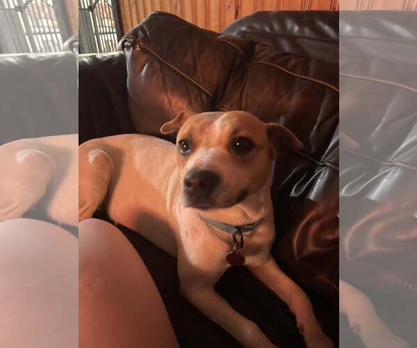 Medium Photo #3 Beagle-Unknown Mix Puppy For Sale in Minneapolis, MN, USA