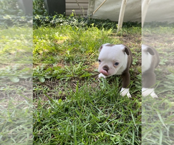 Medium Photo #7 Boston Terrier Puppy For Sale in FREDONIA, KS, USA