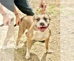 Small Photo #1 American Bully-Kangal Dog Mix Puppy For Sale in WARNER ROBINS, GA, USA